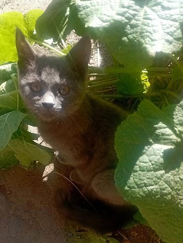 Отдам даром кошку: Кошка даром: Русская голубая, 2 месяца, Девочка, Проглистована, Метис, Приучена к лотку — 1