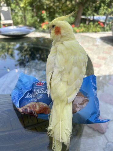 Tutuquşları: Erkək Korella papuqayı satılır Dekabrın 1-i doğulub Boz rəngi və — 23