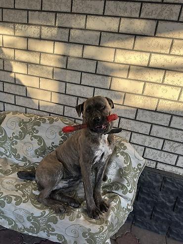 Продажа собак: Продаём девочку Кане Корса. Возраст 1год 8мес. Цена 11000 сом at lalafo.kg — 3 Продажа собак: Продаём девочку Кане Корса. Возраст 1год 8мес. Цена 11000 сом — 3