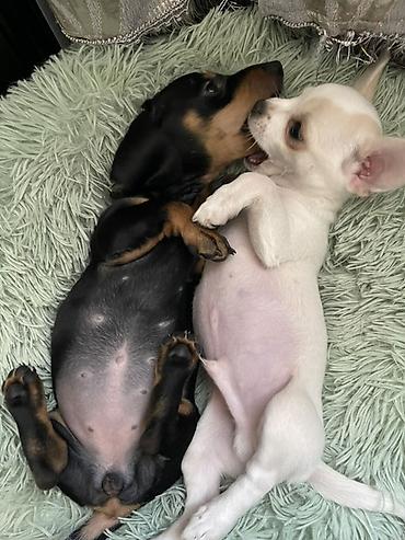 Продажа собак: Продаются замечательные щенки — такса и чихуахуа 🐶✨ Ищем заботливых и — 3