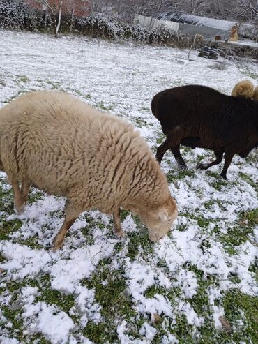 Qoyunlar, qoçlar: Dişi, il: 2, 80 kq, Damazlıq — 8