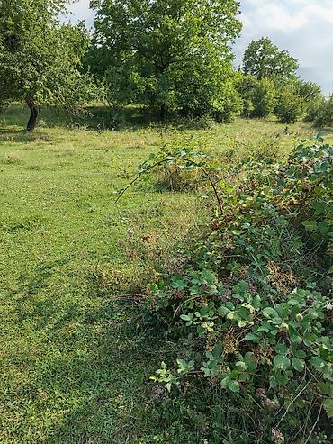 ramanıda torpaq satılır: 17 sot, Tikinti, Maklerlər narahat etməsin, Bələdiyyə — 7
