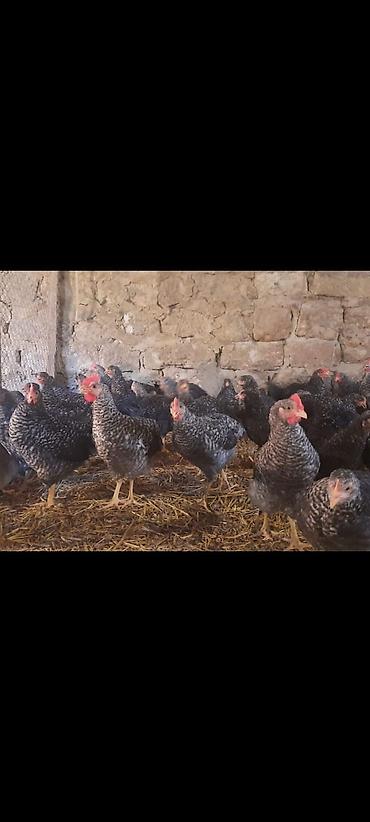 qarğa balası satılır: Toyuq cücələri, Damazlıq, Ünvandan götürmə — 1