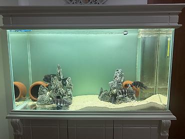 ağ xasqi: Akvarium-şkaf, Balıqlarla birlikdə, 400 l, Ünvandan götürmə — 2