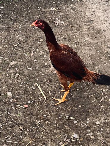 Toyuqlar: Toyuq, Damazlıq — 1