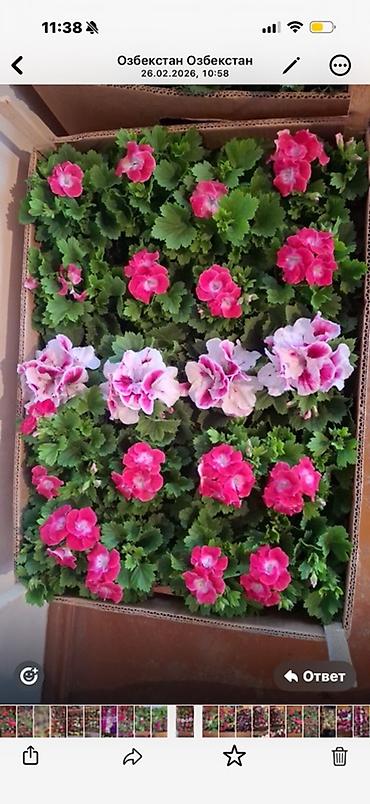 Герани и пеларгонии: Комнатные цветы в горшках — ассортименты расцветок - Цикламен — 17