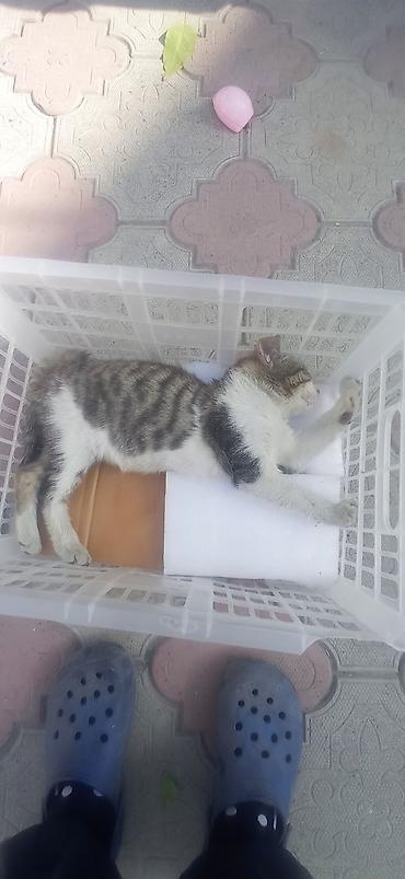 Отдам даром кошку: Кошка даром: Беспородная, 3 месяца, Мальчик — 12
