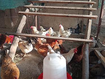 куры живые: 🐣 Продаются крепкие домашние цыплята (помесь отличных пород)Продаю — 6