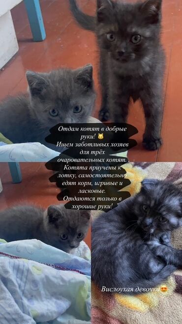 купить кошку вислоухий: Кошка даром: Скотиш Фолд (Шотландская вислоухая), Девочка, Приучена к лотку