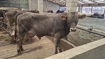 мал алам: Продаю | Бык (самец) — 3