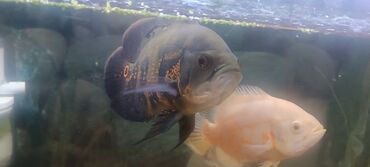 рыба аквариума: Продаю 2 большие аквариумные рыбки гласчатый остронотус семейства