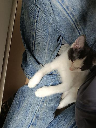 Отдам даром кошку: Здравствуйте! 🙏 У нас есть 1 щенок (6 месяцев) и 2 котенка (4 месяца) — 3