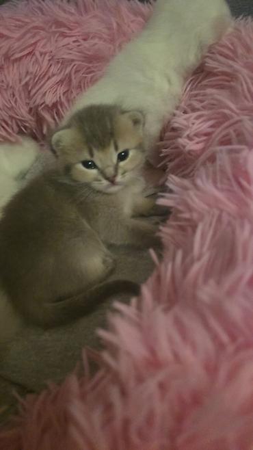 Pişiklər: Fars — 9