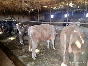 Коровы, быки: Продаю | Бык (самец) | На откорм — 8