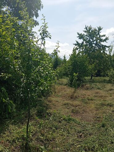 Torpaq sahələrinin satışı: 20 sot, Biznes üçün, Mülkiyyətçi, Kupça (Çıxarış) — 4