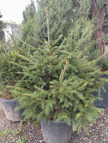 Ağaclar: Yeni il şamları 🌲 dibçəkdə ofis,ev 🏠 və bağ 🪏 üçün uyğundur.Təbii — 7