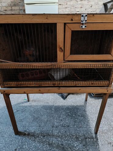 зоомагазин бишкек птицы: Продаю гнезда для кур с яйцесборником и брудера для циплят 5000 сом