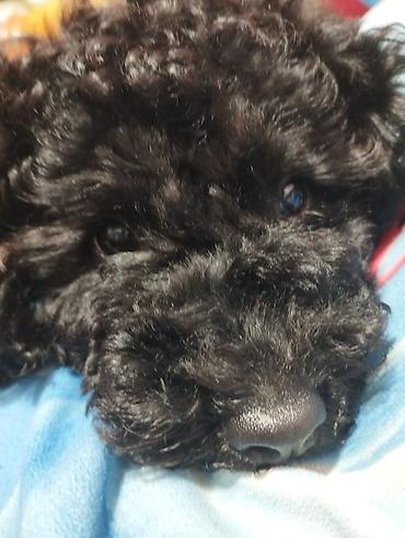 poodle mini: Pudel, 4 ay, Erkək, Peyvəndli — 6