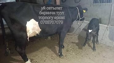 телка швицкая: Продаю | Корова (самка) | Для молока | После отела — 1