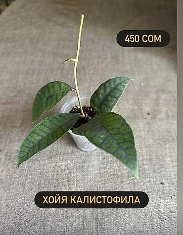 Хойи: Хойя Сильвер доллар от 200 сом Хойя Сильвер доллар клон 2 -взрослое — 29
