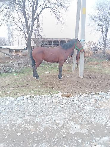 Лошади, кони: Продаю | Жеребец | Рабочий — 5