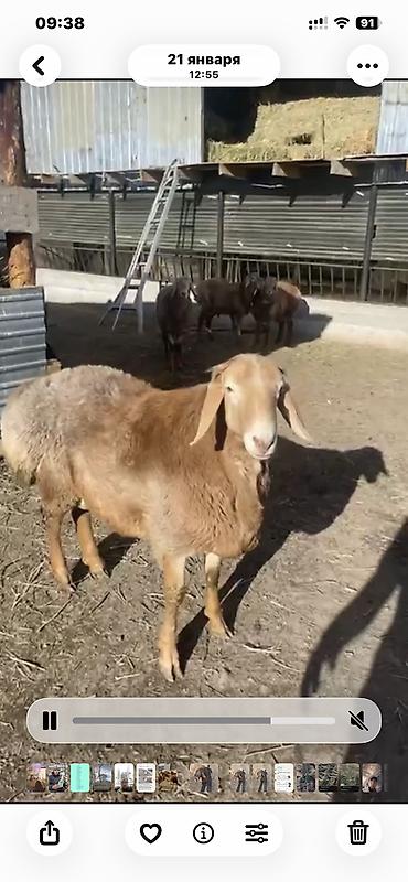 Баран, овца: Продаю | Баран (самец) | Арашан — 4
