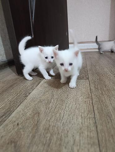 Продажа кошек: Продам котят — 11