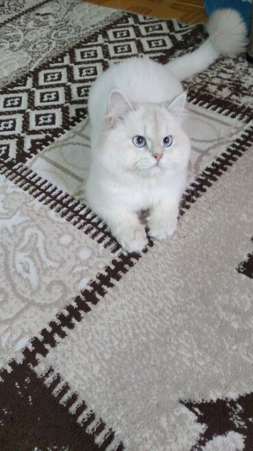 котёнок в добрые руки: Ağ tüklü, uzun tüklü pişik - Yumşaq, sıx və şux quyruqlu xəz - Mavi