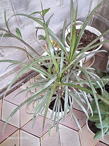 Комнатные растения в горшках: - Шефлера (Schefflera arboricola) lalafo.kg да — 3 Комнатные растения в горшках: - Шефлера (Schefflera arboricola) — 3