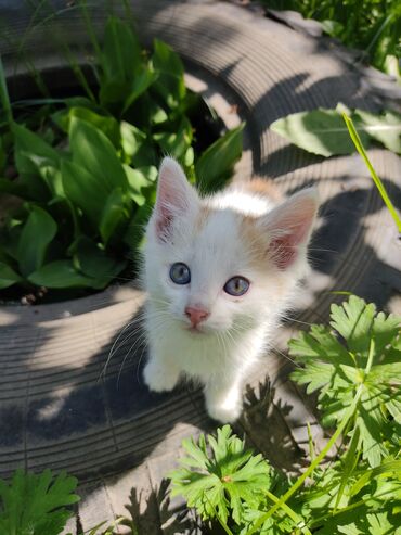 голуби животное: Отдам бесплатно котёнка в добрые рукипочти 2 месяцак лотку