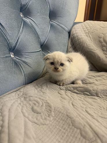 Кошки: Шотландская вислоухая — 3
