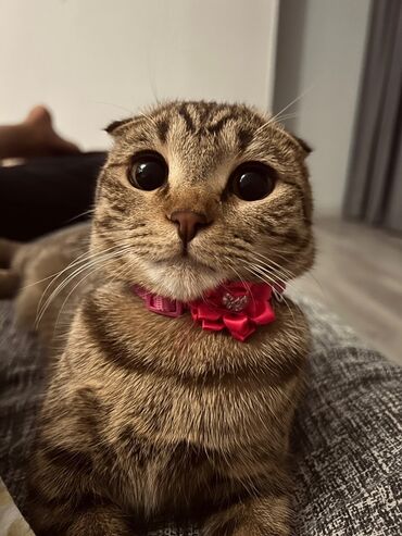 шотландские вислоухие котята: Шотландский вислоухий котёнок (Scottish Fold) - Порода: шотландская