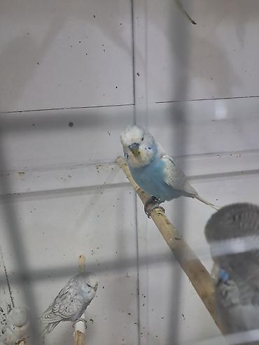 bulbul quşu satışı: Jumba balalar satılır və jumba və karella — 7