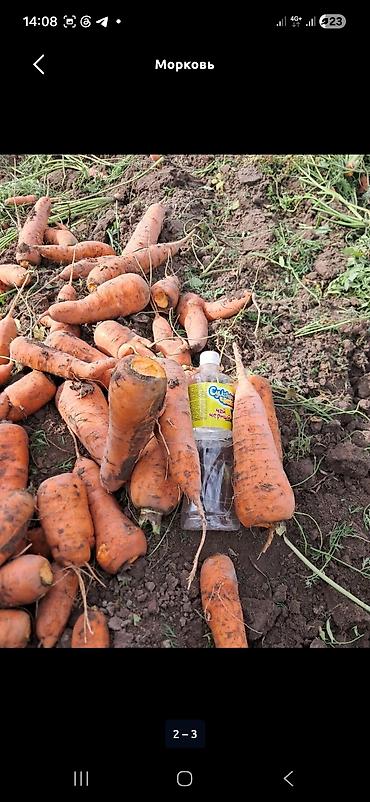 сорт яблок рашида: Помидоры Красные, Оптом — 1