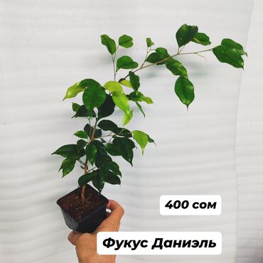 продам фикус бенджамина: Фикус Даниэль высота 25 см-400 сом Фикус каучуконосный -400 сом