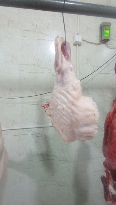 Ət: Məhsul: Qaban (donuz) əti – karkas və hissələr
və sala 7 manat — 12