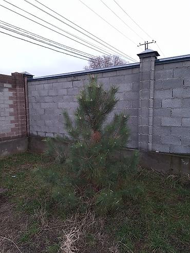 Сосна: Сосна обыкновенная и ель колючая (голубая) — саженцы для озеленения — 2