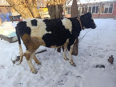 Коровы, быки: Продаю | Тёлка | Для молока | Привязанные — 4