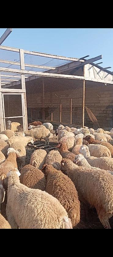 kirpi eti satışı: Quzu kəsimi və təmizlənmiş ət - Yerli təsərrüfatda yetişdirilən — 3