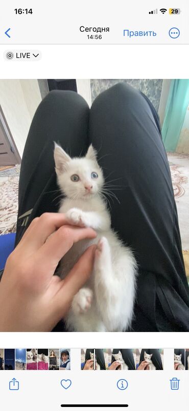 Коты: Продаётся котенок 🐈‍⬛ породы турецкая Ангора глаза разным цветом