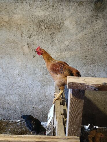kent cüceleri: Toyuq cücələri, Damazlıq, Ödənişli çatdırılma