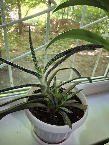 ниже: Суккулент Гастерия (Gasteria), взрослое растение в пластиковом — 2