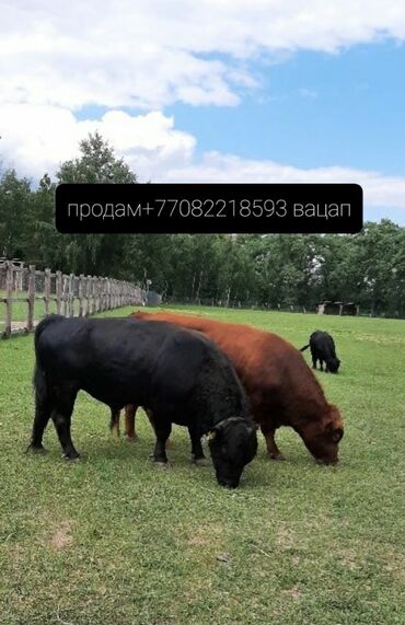 Другие животные: Продам коровы бычки самки все ухоженные и здоровые кому интересно