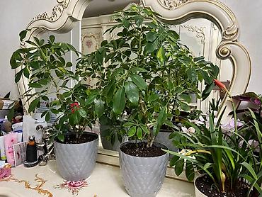 Монстеры: Монстера вариегатная (Monstera deliciosa variegata) — комнатное — 30