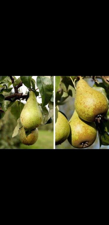 яблоки груши: Семена и саженцы Самовывоз