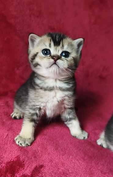 Продажа кошек: Скотиш Фолд (Шотландская вислоухая), 2 месяца, Девочка at lalafo.kg — 9 Продажа кошек: Скотиш Фолд (Шотландская вислоухая), 2 месяца, Девочка — 9