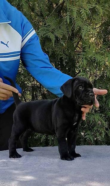 lepi psi: Ako tražite vernog člana porodice, obratite se nama i postanite — 8
