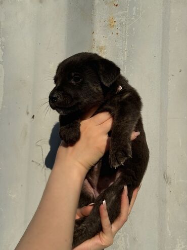 собаки чау чау: Отдам щенят в добрые руки ❤️ (Бесплатно ) -Девочки🐶 От паразитов