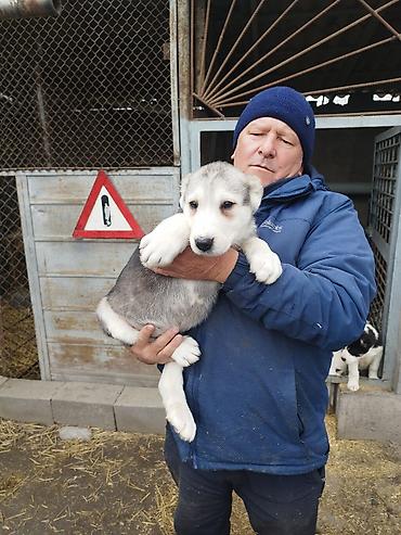 Продажа собак: Шикарные Щенки САО . Среднеазиатской Овчарки ХОРОШИХ БОЙЦОВСКИХ — 7