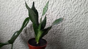 Ostale kućne biljke: Sanseverije, velike, kvalitetne biljke, Sanseverije sa prve tri slike — 2